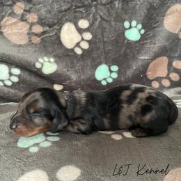 Dachshund Puppies from L & J Kennel