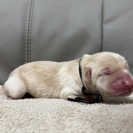 Cap'n Crunch - Yellow male Labrador Retriever puppy in Dickson, Tennessee from Cane Creek Labradors