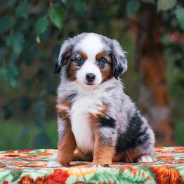 Posie - Blue merle female Miniature American Shepherd puppy in Chocowinity, North Carolina from Foxtail Hollow