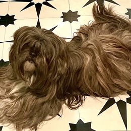 Toshi - Lhasa Apso