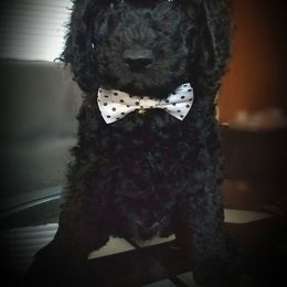 Poodle Puppies from A &A Pinedale Woods Standard Poodles