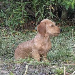 Rolo - Dachshund