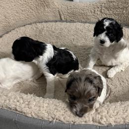 Cockapoo puppies from Peshos Cockapoos
