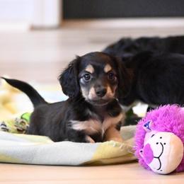 Finn - Black and tan male Dachshund puppy in Guthrie, Kentucky from Triple T Dachshunds