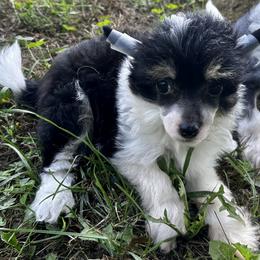 Puff girl - White and black female Chinese Crested puppy in Rockvale, Tennessee from Cosmic Chinese Cresteds & Wind-Echo Poodles