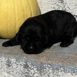 Buddy - Black male Labrador Retriever puppy in Ozark, Missouri from Westwind Labradors