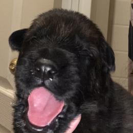 Ultra - Sable female German Shepherd puppy in Surprise, Arizona from Vom Wustefeuer German Shepherds