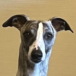 Halston - Whippet