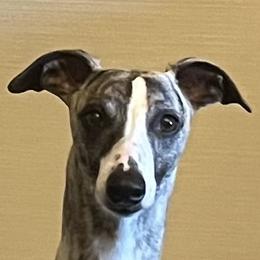 Halston - Whippet