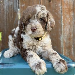 Loretta - Chocolate female Goldendoodle puppy in Kingwood, Texas from Kingwood Goldendoodles
