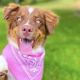 Australian Shepherds from A&K’s Aussies
