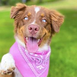 Australian Shepherds from A&K’s Aussies