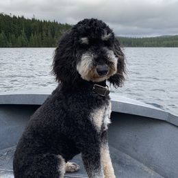 Willy - Bernedoodle