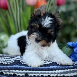 Girl 2 - Black tan and white female Biewer Terrier puppy in Lathrop, California from Forever Charmed