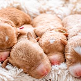 Goldendoodles and Golden Mountain Doodles from Howard Hills Doodles