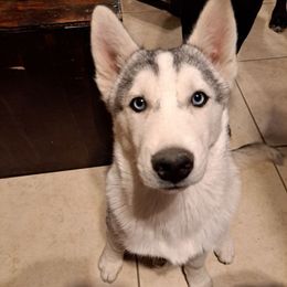 Silver - Siberian Husky
