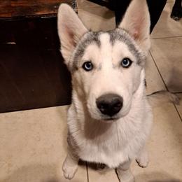 Silver - Siberian Husky