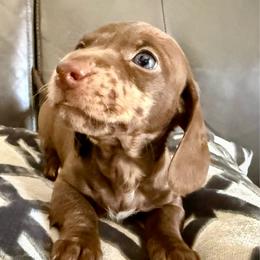 Dapple boy-2 - Dapple male Dachshund puppy in Orlando, Florida from Weiner Wunderland of Central Florida