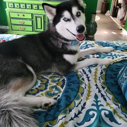 Brees - Siberian Husky