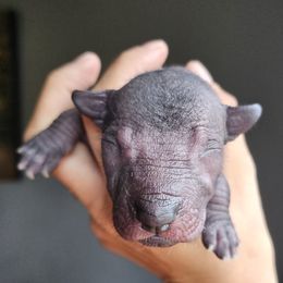 Girl 2 - Black female Xoloitzcuintli puppy in Ethridge, Tennessee from Royalty Reigns Xolos