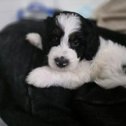 Salem - Tri-color male Bernedoodle puppy in Malden, Illinois from Doting Doodles