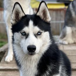 Fate - Siberian Husky