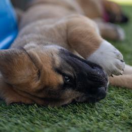 Anatolian Shepherd Dog Puppies from Fiddler’s Dream Anatolians