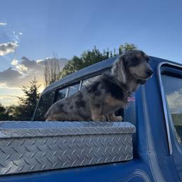 Navy - Dachshund