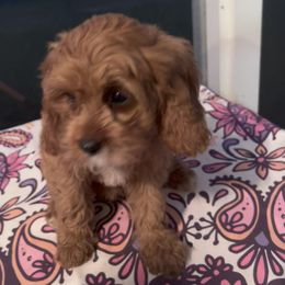 Tulip - Red female Cavapoo puppy in Ridgeville, South Carolina from Cavapoo Love Bugs