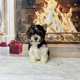 AKC Chester 2300 - Black tan and white male Biewer Terrier puppy in Douglas, Georgia from South Georgia Yorkies and Biewers