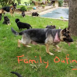 German Shepherd Puppies from Sevilla German Shepherds
