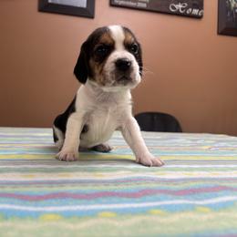Herald - Black white and tan male Beagle puppy in St. Cloud, Minnesota from Beagle Blessings