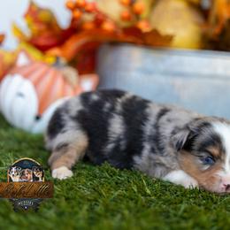 Doc - Blue merle male Miniature American Shepherd puppy in Granbury, Texas from Best Little Aussies