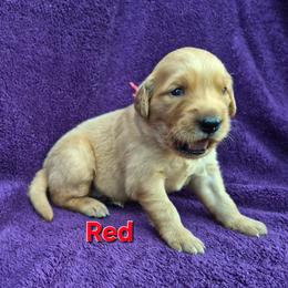 Red - Dark golden female Golden Retriever puppy in Taft, Tennessee from McGraw's Fetching Pups