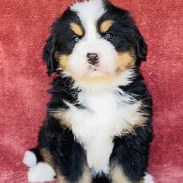 Tan Collar Female - Black rust and white female Bernese Mountain Dog puppy in Bristol, Tennessee from Holston Hollow Farm