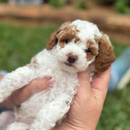 Boy 1 - Parti male Poodle puppy in Wharton, Texas from In the Red Poodles