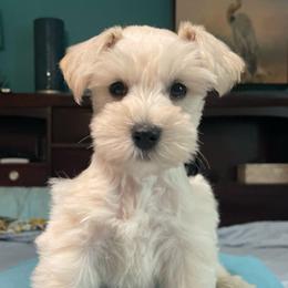 Spencer - Wheaten male Miniature Schnauzer puppy in Interlachen, Florida from Pam's Schnauzers