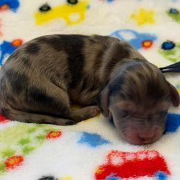 Boy 2 - Dapple male Dachshund puppy in Murfreesboro, Tennessee from Kimbrie's Dream Cream Doxies