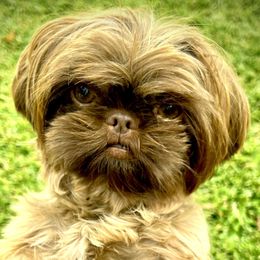 Shih Tzu puppies from Shih Tzu Show Offs