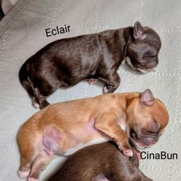 Shih Tzu Puppies from Sweetz Kennelz