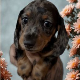 Ready NOW Dapple Female - Dapple female Dachshund puppy in Cutler Bay, Florida from Dadecounty’s Dachshunds