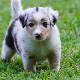 Australian Shepherd Puppies from Beaver Dam Mini Aussies