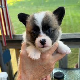 Stripes - Sable female Pembroke Welsh Corgi puppy in Nevada, Iowa from Rogers AKC Corgis of Iowa.