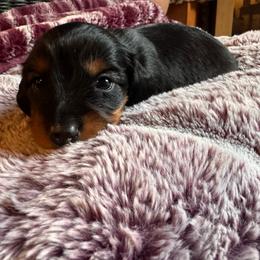Cassie - Black and tan female Dachshund puppy in Corbin, Kentucky from Doxie Dapples