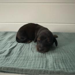 Cadbury Egg - Red male Dachshund puppy in Wolf Lake, Indiana from Canisteo Dachshunds