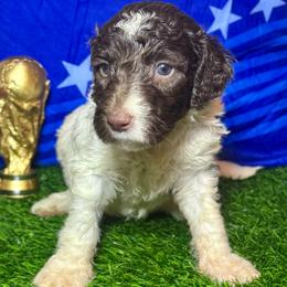 Switzerland - Parti female Labradoodle puppy in Kingston, Georgia from CC Familydoodles