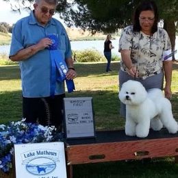 Bichon Frise All Grown Up from Drumhills Kennel