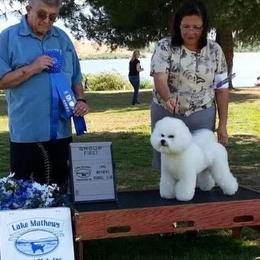 Bichon Frise All Grown Up from Drumhills Kennel