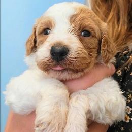 Hazel - Parti female Labradoodle puppy in Lexington Park, Maryland from SUNNY SIDE DOODLES