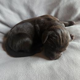 Copper - Liver male German Shorthaired Pointer puppy in Enfield, Illinois from Wilson Farm GSPs